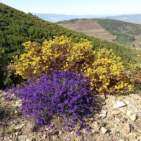 فندق مبيت وإفطار Casa Estevas