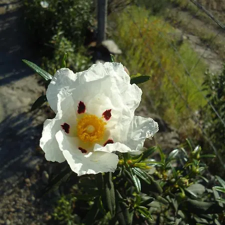 Casa Estevas Alojamento de Acomodação e Pequeno-almoço